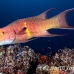 hogfish_mexican_alc_ci_h_0008_cos3029.jpg